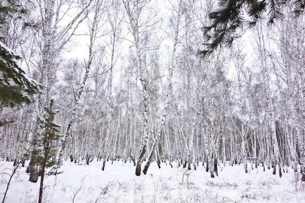 Forest — Stock Photo, Image