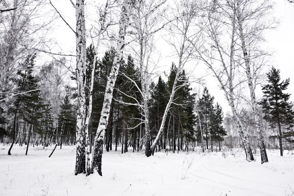 Wald — Stockfoto