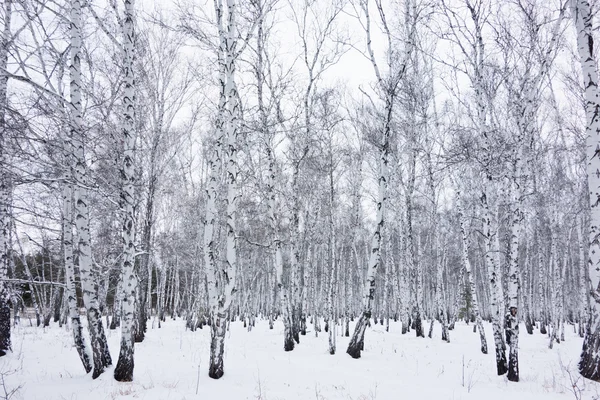 Birkenwald — Stockfoto