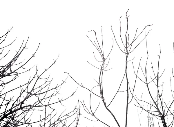 Blattloser Baum — Stockfoto