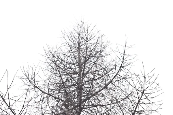 Torrträd — Stockfoto