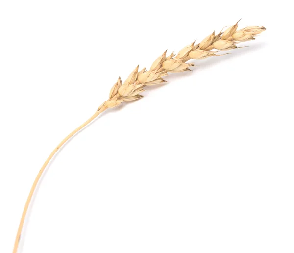 Ucho pszenicy — Zdjęcie stockowe