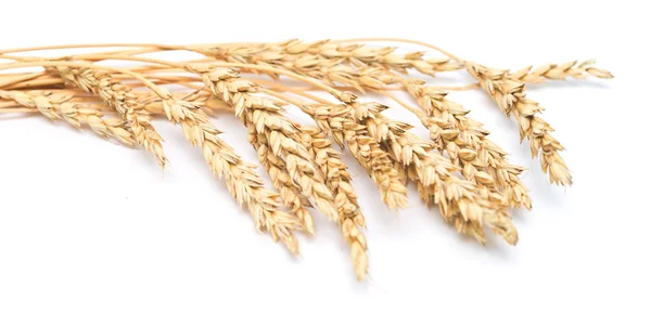 Wheat ears — Stock Photo, Image