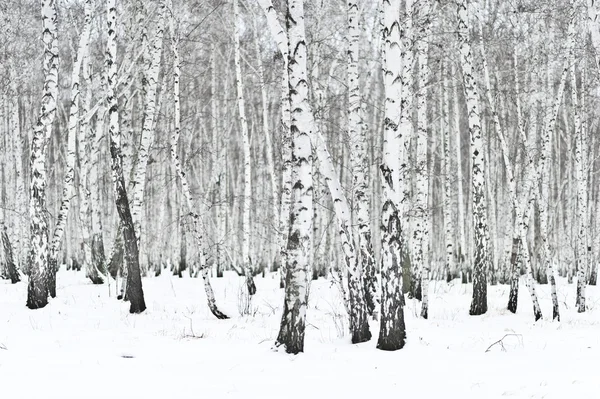 Floresta de Inverno — Fotografia de Stock