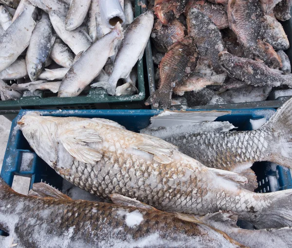 Peixes congelados — Fotografia de Stock