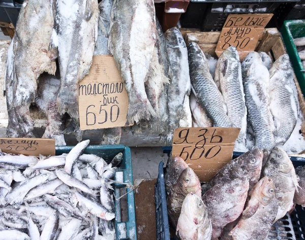 Frozen fish — Stock Photo, Image