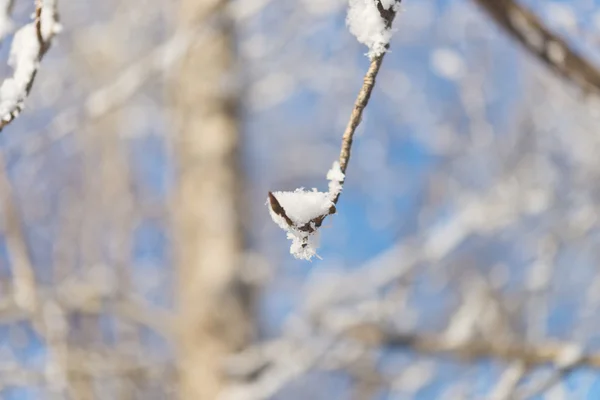 Tree branch — Stock Photo, Image