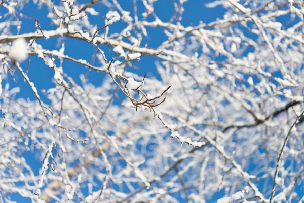 Tree branch — Stock Photo, Image