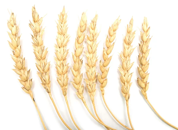 Wheat ears — Stock Photo, Image