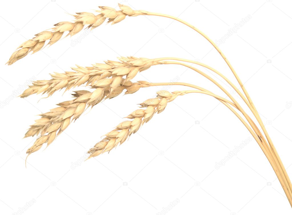 wheat