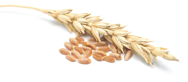 Uši pšenice a obilovin — Stock fotografie