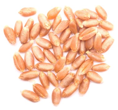 buğday tahıl