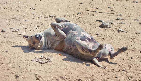 Relaxing dog — Stock Photo, Image