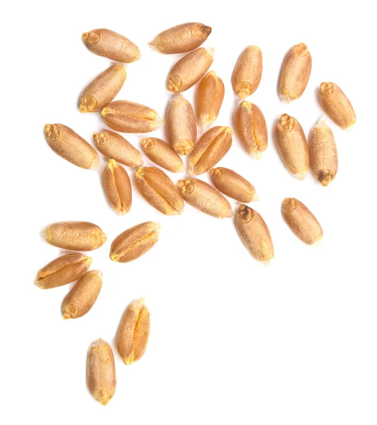 Wheat grain — Stock Photo, Image