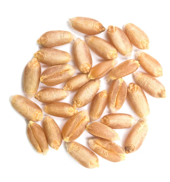 Wheat grain — Stock Photo, Image