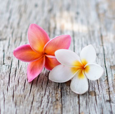 Frangipani çiçekler
