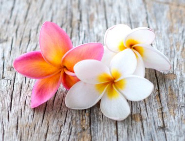 Plumeria çiçekler