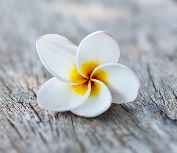 Frangipani — Stockfoto