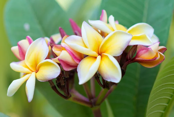 Flores de Frangipani —  Fotos de Stock