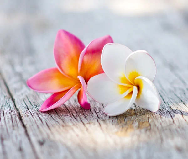 Plumeria flowers — Stock Photo, Image