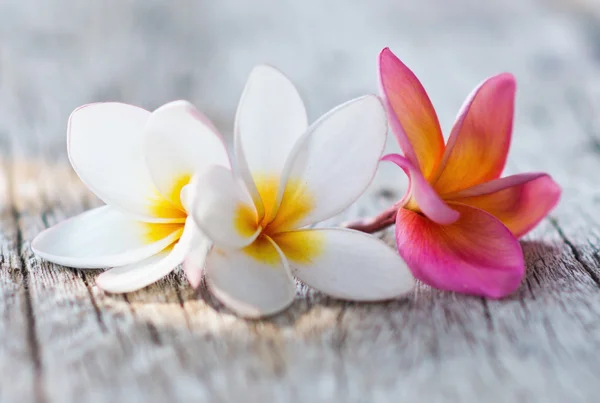 Plumeria flowers — Stock Photo, Image