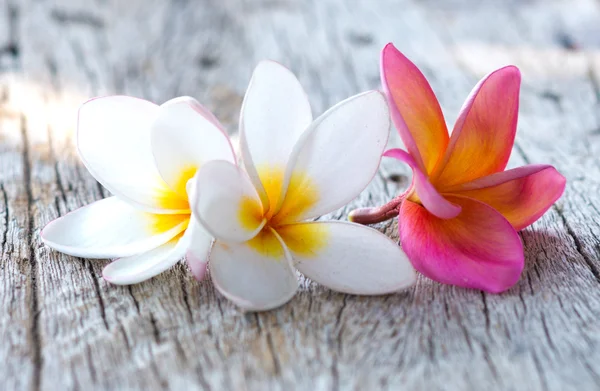 Tropical flowers — Stock Photo, Image