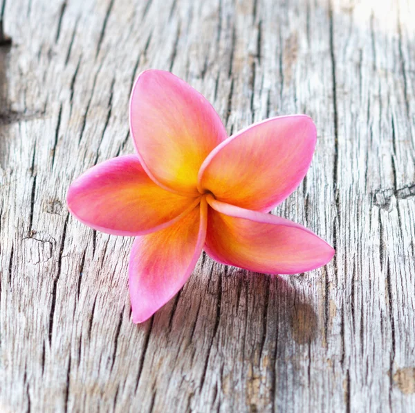 Flor roja — Foto de Stock