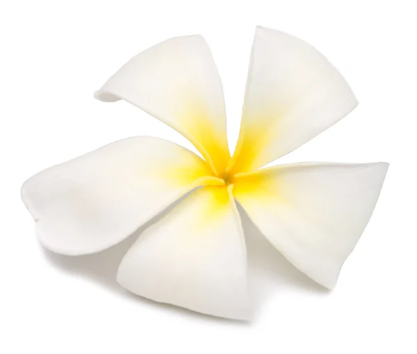 Plumeria — Foto de Stock