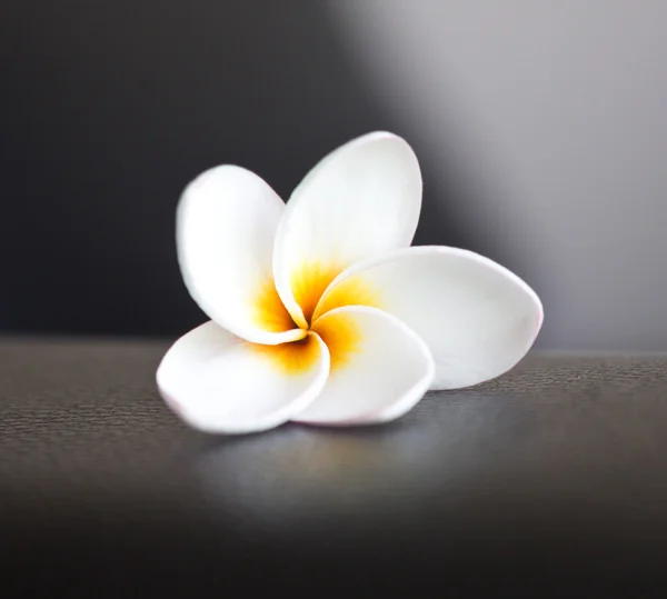 Λευκό plumeria — Φωτογραφία Αρχείου