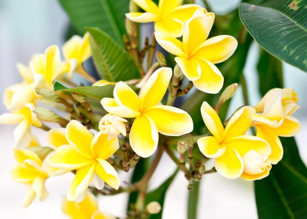 Plumeria — Foto de Stock