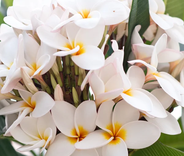 Plumeria — Foto Stock