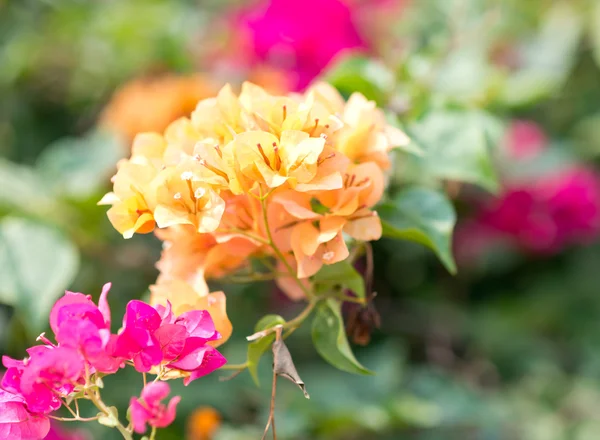 Tropiska blommor — Stockfoto