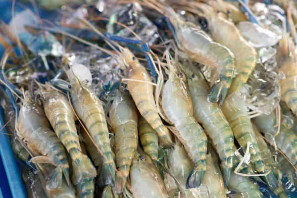 Camarones crudos —  Fotos de Stock