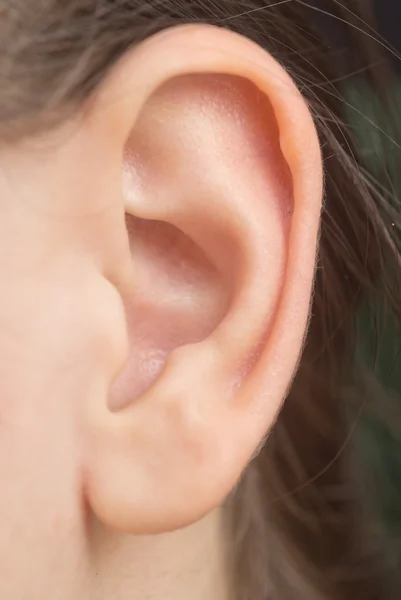 Woman ear Stock Image