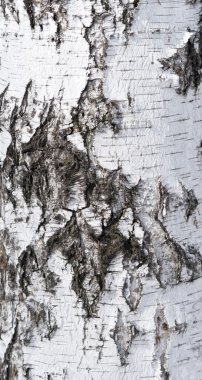 huş ağacı kabuğu