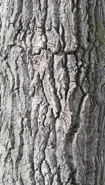 メープル樹皮 — ストック写真