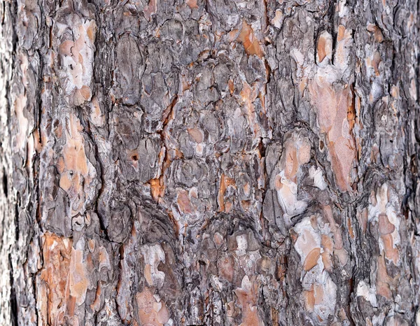 Cascas de pinheiro — Fotografia de Stock