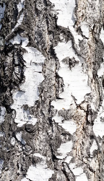 Birch bark — Stock Photo, Image