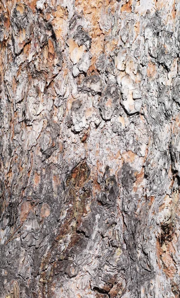 Cascas de pinheiro — Fotografia de Stock
