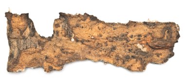 huş ağacı kabuğu