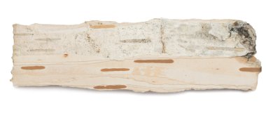 huş ağacı kabuğu