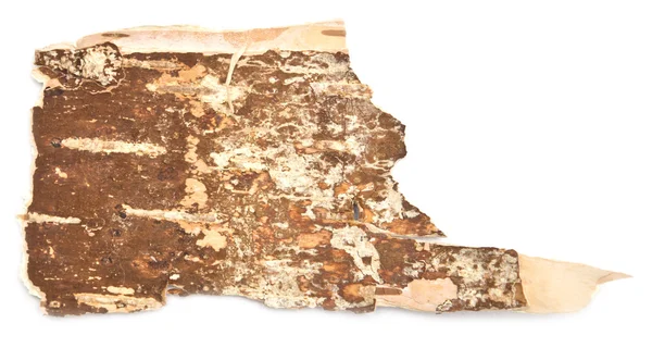 Birch bark — Stock Photo, Image