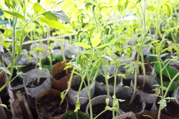 Sementes de tomate — Fotografia de Stock