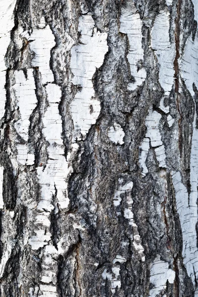 Birch bark — Stock Photo, Image