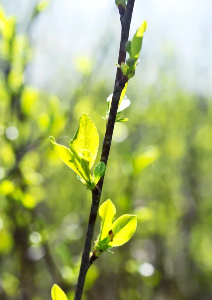 Kirschblätter — Stockfoto