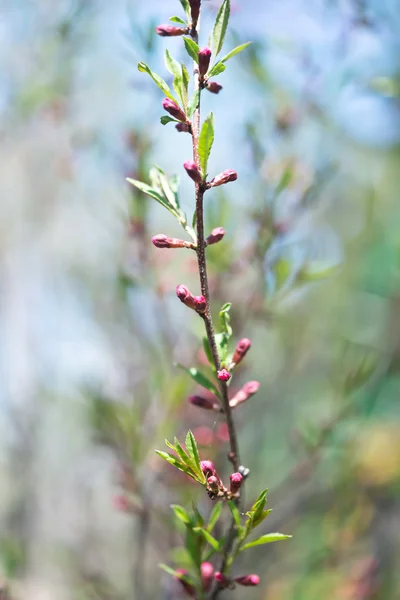 Almendras rusas —  Fotos de Stock