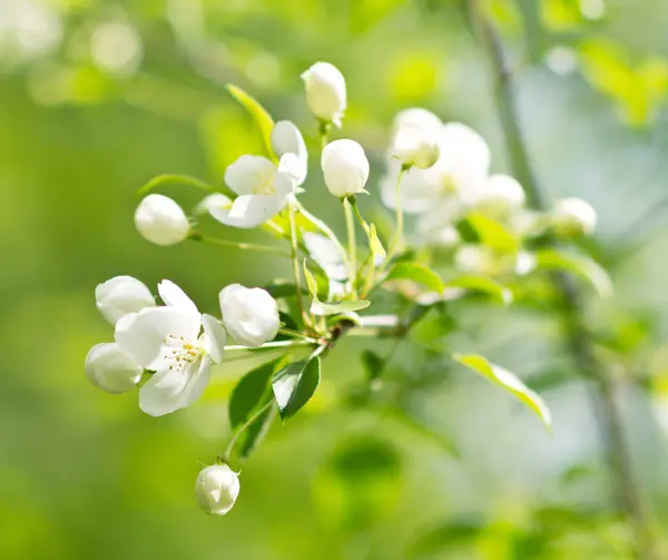 Flor de manzana — Foto de Stock