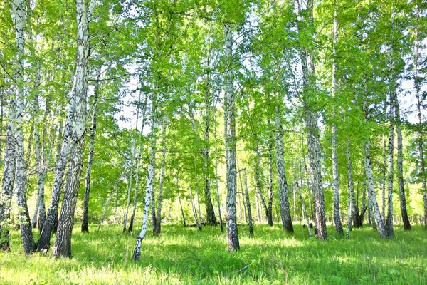 Forêt de bouleaux — Photo