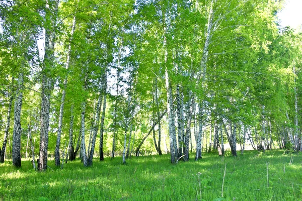 Ліс берези — стокове фото