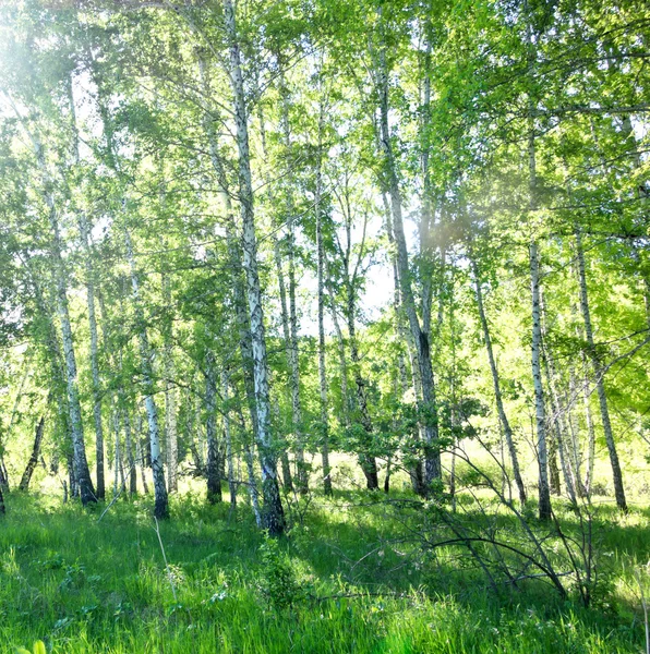 Floresta de vidoeiro — Fotografia de Stock